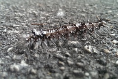 IMAG0308_BURST002