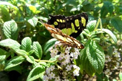 IMAG0445_BURST002_1